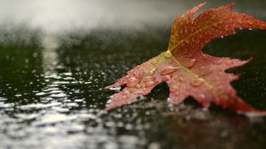 Фото: Для череповчан наступившая неделя окажется дождливой и холодной