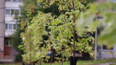 Фото: Порядка 400 деревьев и кустов появились в Череповце