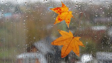 Фото: Дожди в ближайшее время не покинут Череповец