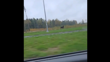 Фото: В Череповце у Южного шоссе был замечен лось