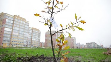 Фото: В сквер на Годовикова переехали деревья из парка «Серпантин»