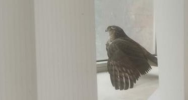 Фото: Череповецкие спасатели вызволили сокола из магазина