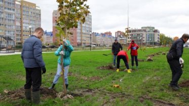 Фото: В Парке здоровья появились еще 100 кленов