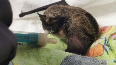 Фото: Череповецкие волонтеры спасают летучую мышь