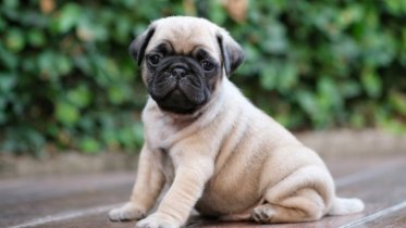 Фото: Несуществующего щенка купила юная череповчанка