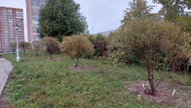 Фото: Почти 600 деревьев  высадят на череповецких улицах осенью