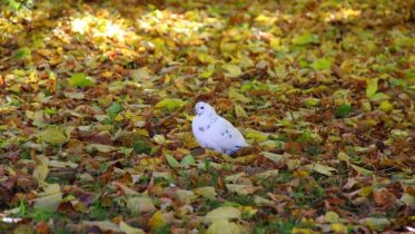 Фото: Листья в череповецких парках будут собирать по-новому