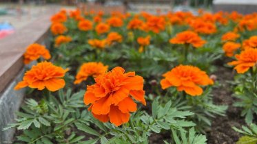 Фото: «Цветочный сезон» завершился в Череповце