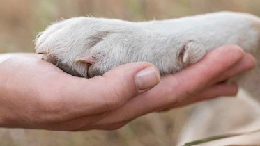 Фото: На Любецкой заработала спецплощадка для собак