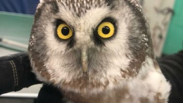 Фото: В Череповце спасали сову