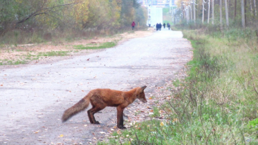 Фото: Череповчанка повстречала лесу на Тропе здоровья