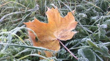 Фото: В Череповец придут заморозки