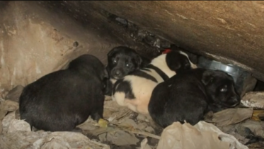 Фото: Волонтеры Череповца спасают 30 щенков