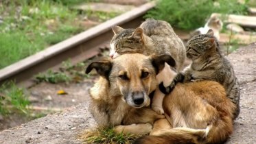 Фото: В Череповце порядка 400 животных стерилизуют за счет средств бюджета