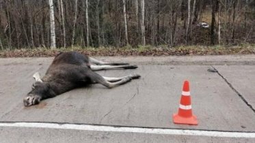 Фото: Пенсионер сбил лося под Череповцом