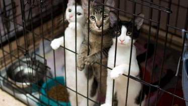 Фото: Череповчанам завтра предложат взять домой кошку или собаку