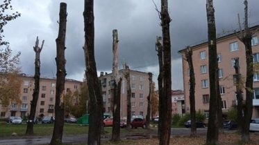 Фото: Череповчане пожаловались на коммунальщиков, которые превратили деревья в столбы