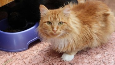 Фото: Сто домашних животных бесплатно стерилизовали в Череповце