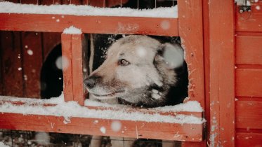 Фото: Животные из череповецких приютов получат новогодние подарки
