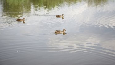 Фото: Пруд за «Адонисом» почистят водорослями