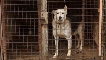 Фото: Череповчанин грозился сжечь приют для животных и облить директора кислотой