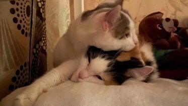 Фото: Череповецкая кошачья семья обрела дом в преддверии Нового года