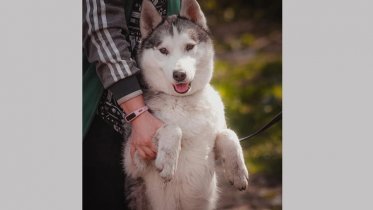 Фото: Череповецкая хаски из приюта стала призером по ездовому спорту