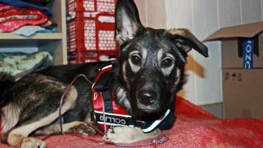 Фото: Череповчанка приютила собаку-инвалида