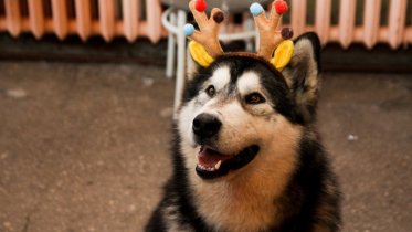 Фото: Зооцентр заработает в Череповце