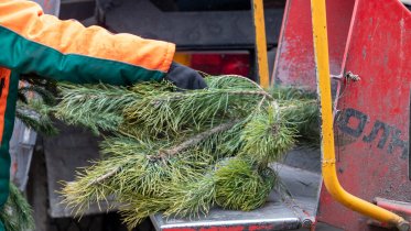 Фото: Череповчанам предложили сдать елки на переработку