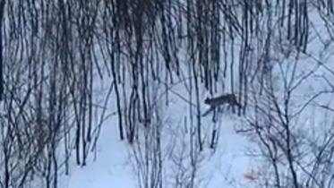 Фото: На Рыбинской была замечена рысь