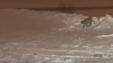 Фото: По Череповцу разгуливает рысь