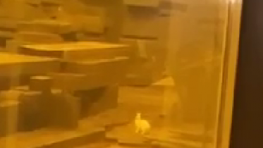 Фото: Заяц пришел на ЧерМК