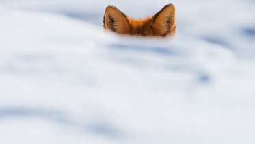 Фото: Под Череповцом займутся пересчетом животных