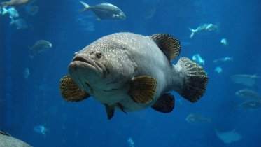 Фото: Аквариум с разными видами местных рыб появится в Череповце