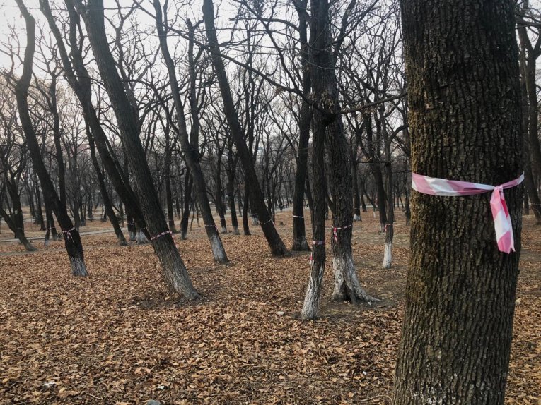 Фото: В Череповецком районе произведут учет деревьев