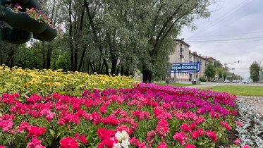 Фото: Озеленение Череповца выльется в 21 миллион рублей