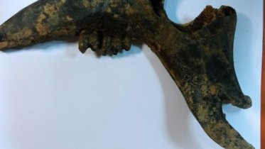 Фото: В Череповце нашли древнюю кость