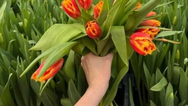 Фото: Многолетние цветы появятся в Череповце