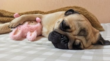 Фото: Свыше 11 тысяч домашних животных привиты от бешенства в Череповце