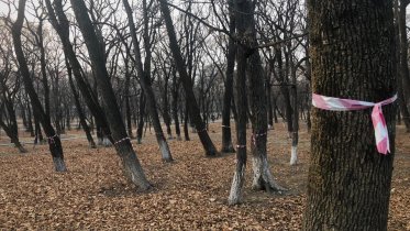 Фото: В Череповецком районе произведут учет деревьев