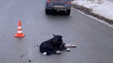 Фото: Череповчанин на машине сбил собаку и протащил ее по асфальту