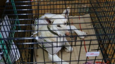 Фото: На стерилизацию бездомных животных Череповцу выделили свыше миллиона рублей