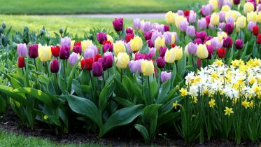 Фото: 50 тысяч тюльпанов будут радовать череповчан весной