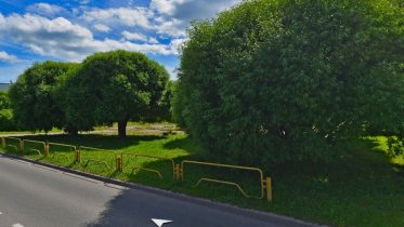 Фото: 200 новых деревьев появятся в Зашекснинском районе