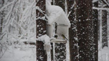 Фото: Сильный снегопад ожидается сегодня вечером в Череповце