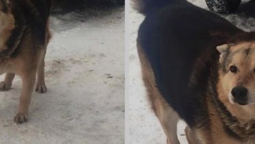 Фото: Неизвестные в Череповце зарезали собаку