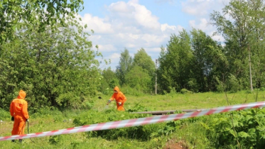 Фото: Мэр Череповца рассказал, как в городе будут бороться с борщевиком