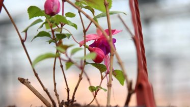 Фото: Череповчане могут выиграть 10 тысяч за идею клумбы для учителя