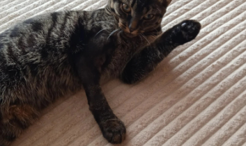 Фото: Неравнодушные череповчане спасли кота, выброшенного с 11 этажа